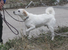 CHOCHKO, Hund, Mischlingshund in Bulgarien - Bild 18