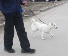 CHOCHKO, Hund, Mischlingshund in Bulgarien - Bild 19