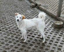 CHOCHKO, Hund, Mischlingshund in Bulgarien - Bild 2