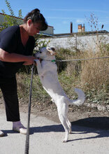 CHOCHKO, Hund, Mischlingshund in Bulgarien - Bild 21