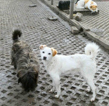 CHOCHKO, Hund, Mischlingshund in Bulgarien - Bild 3