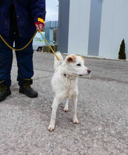 CHOCHKO, Hund, Mischlingshund in Bulgarien - Bild 4