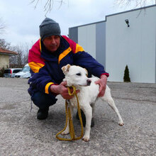 CHOCHKO, Hund, Mischlingshund in Bulgarien - Bild 5