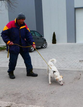 CHOCHKO, Hund, Mischlingshund in Bulgarien - Bild 6