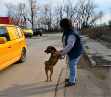 JADEN, Hund, Mischlingshund in Bulgarien - Bild 10