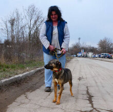 JADEN, Hund, Mischlingshund in Bulgarien - Bild 4