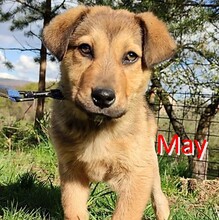 MAY, Hund, Mischlingshund in Bosnien und Herzegowina