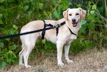 CANDORE, Hund, Mischlingshund in Mömbris - Bild 1