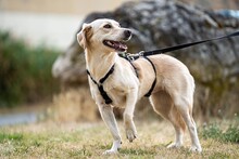 CANDORE, Hund, Mischlingshund in Mömbris - Bild 3
