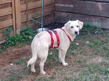 CANDORE, Hund, Mischlingshund in Mömbris - Bild 7
