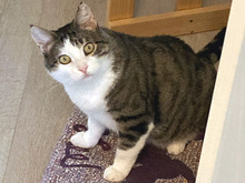GAIA, Katze, Europäisch Kurzhaar in Köln - Bild 2