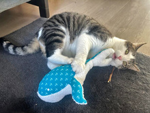 GAIA, Katze, Europäisch Kurzhaar in Köln - Bild 4
