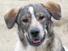 OSCAR, Hund, Mischlingshund in Rumänien - Bild 1