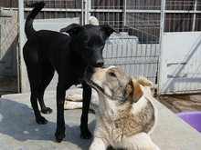 OSCAR, Hund, Mischlingshund in Rumänien - Bild 10