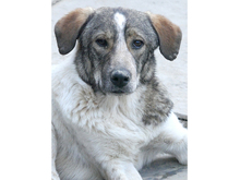 OSCAR, Hund, Mischlingshund in Rumänien - Bild 2