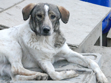 OSCAR, Hund, Mischlingshund in Rumänien - Bild 4