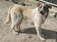 OSCAR, Hund, Mischlingshund in Rumänien - Bild 5