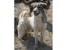 OSCAR, Hund, Mischlingshund in Rumänien - Bild 6