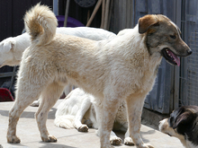 OSCAR, Hund, Mischlingshund in Rumänien - Bild 8