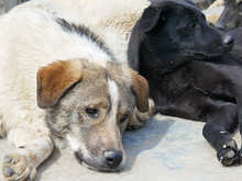 OSCAR, Hund, Mischlingshund in Rumänien - Bild 9