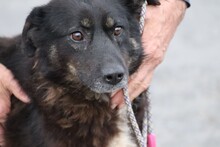 YUNA, Hund, Labrador-Mix in Lohra-Reimershausen - Bild 4