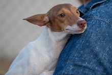 TARA, Hund, Bodeguero-Podenco-Mix in Spanien - Bild 10