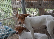 TARA, Hund, Bodeguero-Podenco-Mix in Spanien - Bild 13