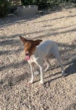 TARA, Hund, Bodeguero-Podenco-Mix in Spanien - Bild 17