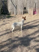TARA, Hund, Bodeguero-Podenco-Mix in Spanien - Bild 21