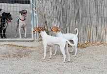 TARA, Hund, Bodeguero-Podenco-Mix in Spanien - Bild 3