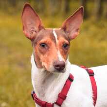 DANA, Hund, Bodeguero-Podenco-Mix in Markdorf - Bild 1