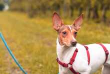 DANA, Hund, Bodeguero-Podenco-Mix in Markdorf - Bild 10