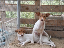 DANA, Hund, Bodeguero-Podenco-Mix in Markdorf - Bild 14