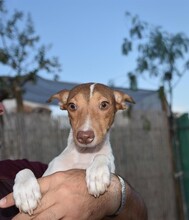 DANA, Hund, Bodeguero-Podenco-Mix in Markdorf - Bild 15