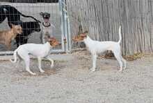 DANA, Hund, Bodeguero-Podenco-Mix in Markdorf - Bild 18