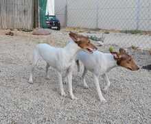 DANA, Hund, Bodeguero-Podenco-Mix in Markdorf - Bild 19