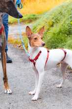 DANA, Hund, Bodeguero-Podenco-Mix in Markdorf - Bild 2