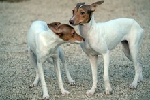 DANA, Hund, Bodeguero-Podenco-Mix in Markdorf - Bild 21