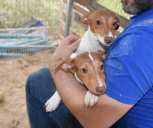 DANA, Hund, Bodeguero-Podenco-Mix in Markdorf - Bild 24