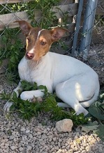 DANA, Hund, Bodeguero-Podenco-Mix in Markdorf - Bild 25