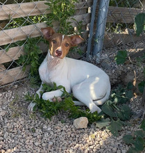 DANA, Hund, Bodeguero-Podenco-Mix in Markdorf - Bild 28