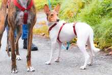 DANA, Hund, Bodeguero-Podenco-Mix in Markdorf - Bild 3