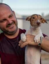 DANA, Hund, Bodeguero-Podenco-Mix in Markdorf - Bild 30