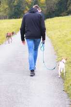 DANA, Hund, Bodeguero-Podenco-Mix in Markdorf - Bild 4