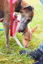 DANA, Hund, Bodeguero-Podenco-Mix in Markdorf - Bild 5