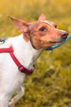 DANA, Hund, Bodeguero-Podenco-Mix in Markdorf - Bild 6