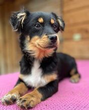 FREYA, Hund, Mischlingshund in Rumänien