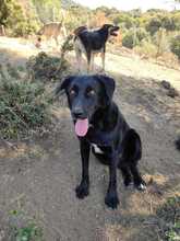 COSTA, Hund, Mischlingshund in Griechenland - Bild 1