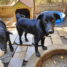 COSTA, Hund, Mischlingshund in Griechenland - Bild 10
