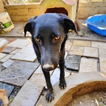 COSTA, Hund, Mischlingshund in Griechenland - Bild 12